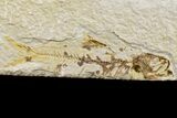 Fossil Fish (Knightia) - Wyoming #162650-1